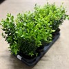 BUXUS 12 CM SEMP.1X10